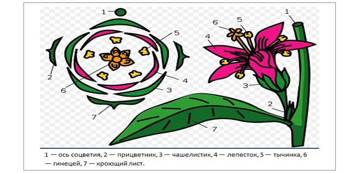 Рисунке 5 рисунок 5 диаграмма. Диаграмма цветка шалфея. Диаграмма цветка валерианы. Кроющий лист. Диаграмма цветка водосбора.