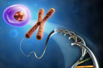 ДНК, яйцо и хромосомы