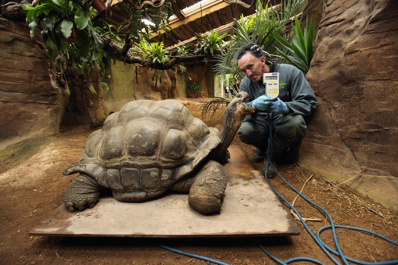 Работник зоопарка и взвешивает галапагосскую черепаху